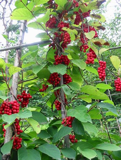 Schisandra seeds herb Chinese Magnolia Vine